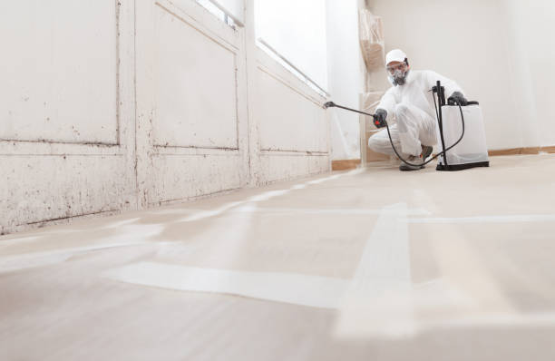 24/7 Emergency Black Mold Remediation experts in Chester, MD