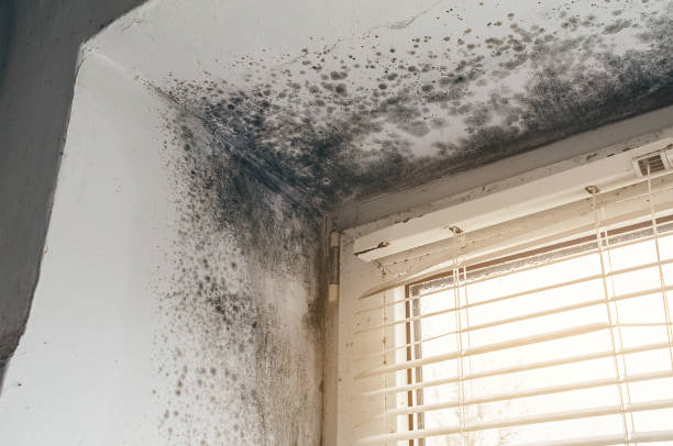 Affordable Black Mold Remediation solutions in Chester, MD