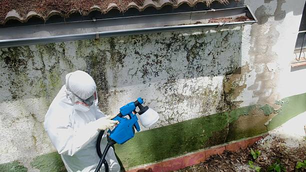 Top rated local Black Mold Remediation specialists in Chester, MD